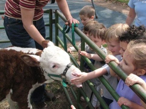 Farm Animal Petting Zoo | Pop! Events Group