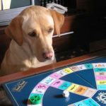 Dog playing Trivia game